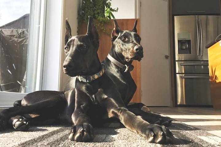 dog